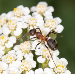 ant on a flower. close-up
