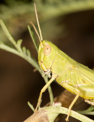 grasshopper in nature. close-up