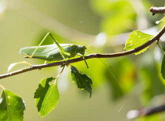 grasshopper in nature. close-up