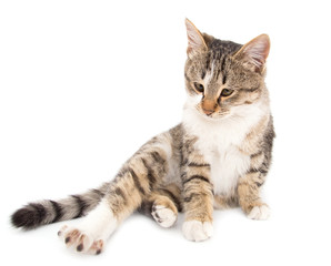 cat on a white background