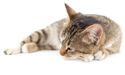 cat on a white background