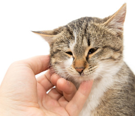 weasel cat on a white background