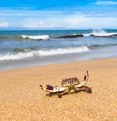 By the Sea Seafood Posing