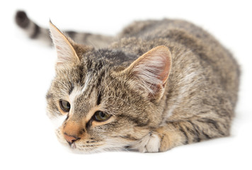 cat on a white background