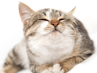cat on a white background