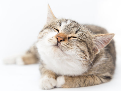 cat on a white background