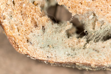 mold on bread