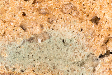 mold on bread