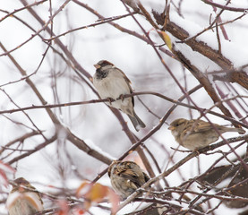 Sparrow winter nature