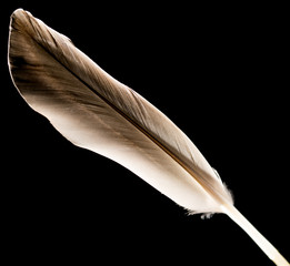 feather on a black background