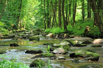 Printed kitchen splashbacks Forest river small river in the green forest