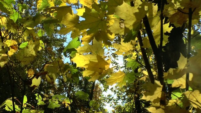 Yellow autumn leaves swaying in the wind
