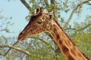 Zoo de Paris Vincennes
