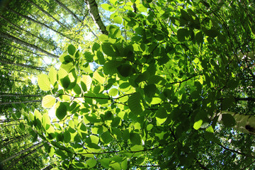 green spring  forest background