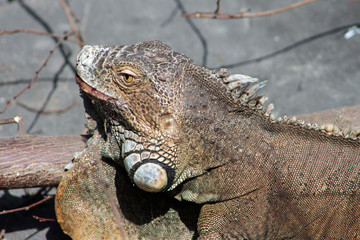 Zoo de Paris Vincennes