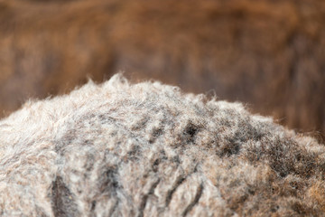 background made ​​of wool sheep