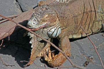 Zoo de Paris Vincennes