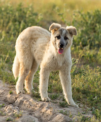 dog in nature