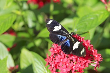 Fototapeta premium Small Blue Grecian Butterfly - Dorsal view