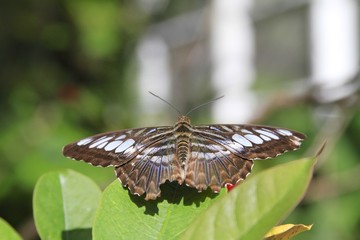 Clipper Butterfly - Parthenos sylvia