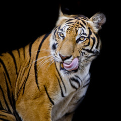 Fototapeta na wymiar Tiger hungry