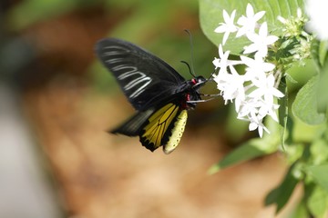 Common birdwing butterfly feeding
