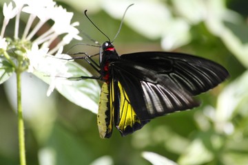 Common Longwing butterfly