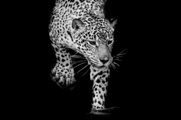 Schilderijen op glas close-up zwart-wit Jaguar portret © art9858
