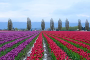 Printed roller blinds Tulip tulip field
