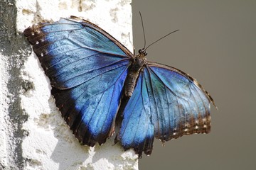 Common Morpho Butterfly - Dorsal view