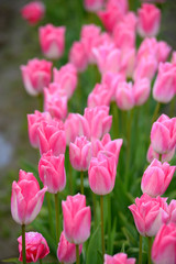 pink tulip farm