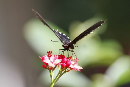 true Cattleheart Butterfly / Parides eurimedes