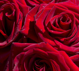 Naklejka premium close-up background of blossoming red roses
