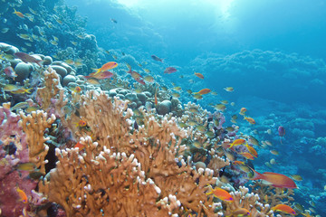 coral reef with great yellow fire coral and fishes at the bottom