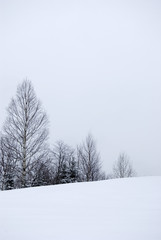 Winter Scene after a Snow Storm
