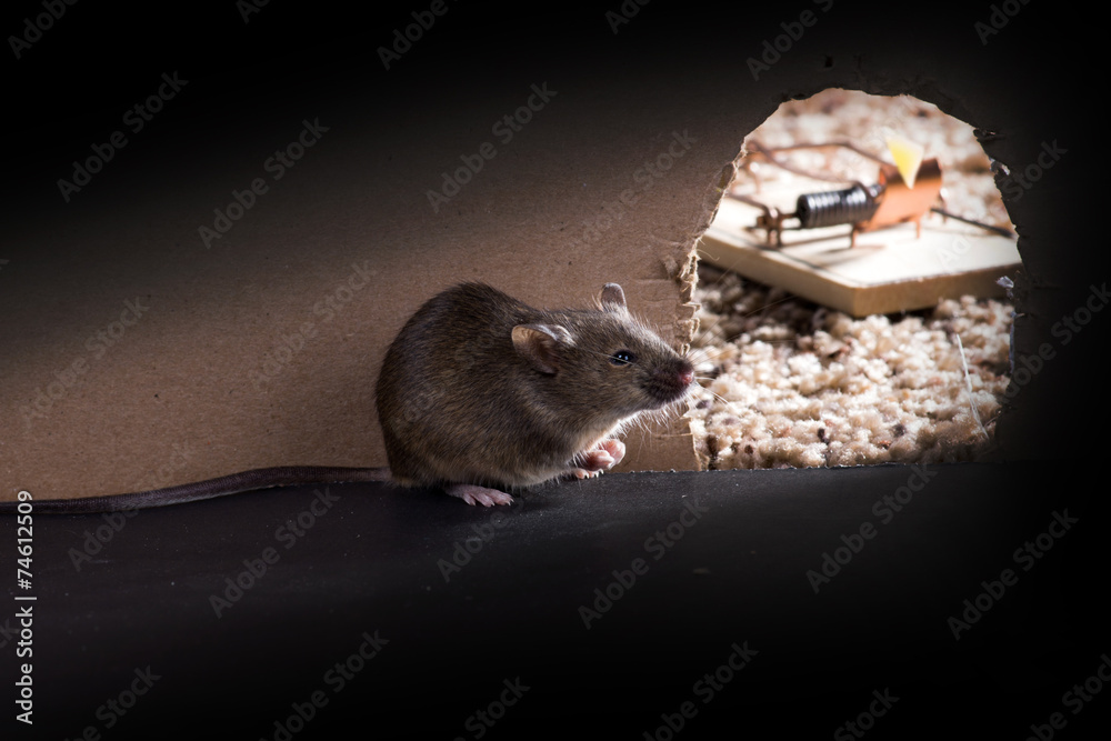 Wall mural A Common house mouse (Mus musculus)   around burrows, and the ho