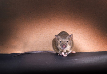 Common house mouse (Mus musculus) on a gray background