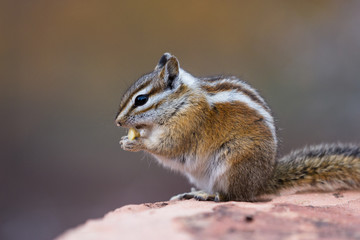 chipmunk on a rock