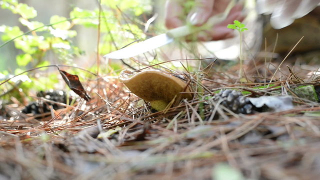 Suillus mushrooms picked in forest. Forest trees and road
