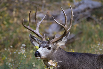 adult male mule deer