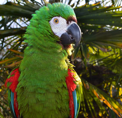 Severe Macaw