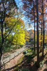 Fototapeta premium 林試の森公園