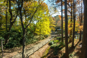 Obraz premium 林試の森公園