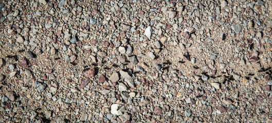 ants marching