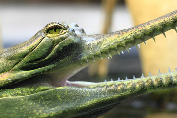 gavial detail (small aligator head)
