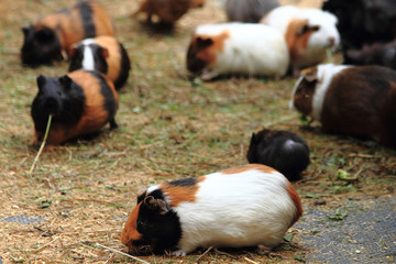 guinea pigs