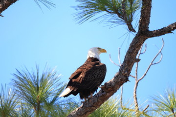 Bald Eagle (Haliaeetus leucocephalus) in Florida, North America