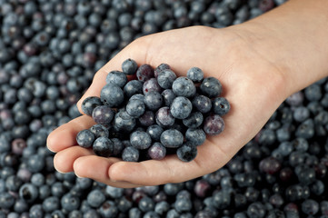 Little Girl’s Hand Holding Fresh Blueberries