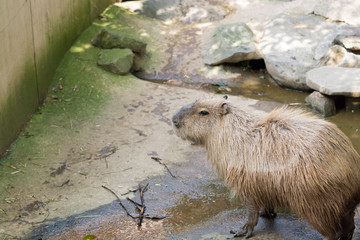 カピバラ