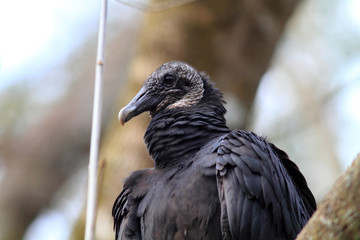 Black Vulture (Coragyps atratus) in Florida